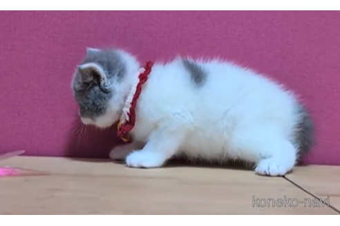 成約済の東京都のスコティッシュフォールド-100482の4枚目